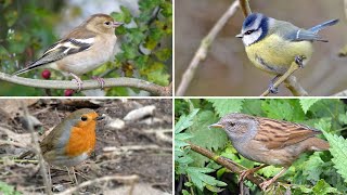 Identify Your Garden Birds  20 UK Birds with Songs and Calls [upl. by Ynner]