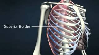 External intercostals  AnatomyOnlineCourse [upl. by Bez747]