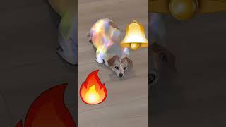 Share and Like to increase the AURA dogshorts dog youtubeshorts aura instareels usa trending [upl. by Isoj733]