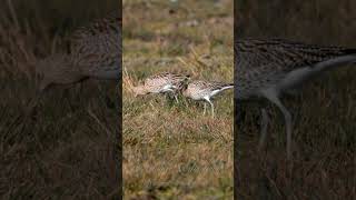 Eurasian Curlews shorts birds [upl. by Ahsiram]