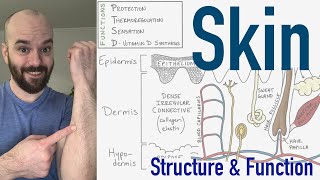 Integumentary System  Structure and Function of the Skin [upl. by Ahsihat]