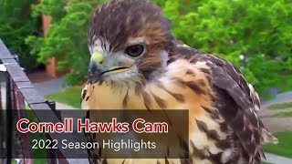 2022 Cornell Hawks Cam Season Highlights [upl. by Finn848]