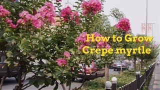 Lagerstroemia indica Growing Guide Crepe myrtle by GardenersHQ [upl. by Atorod]