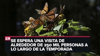 Abre santuario de la mariposa monarca en Michoacán [upl. by Rexfourd513]