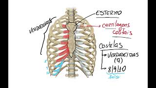 Esqueleto do tórax anatomia [upl. by Ilsa]