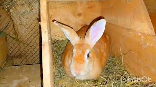 ♥️quotHighQuality Desi Rabbits for Sale – Don’t Miss Outquot♥️🐇🐇🐇🫠🫠🐇🐇🐇 [upl. by Yelruc]