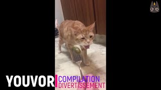 Zap chat qui vomit 😂🤣 cat vomits Youvor les pires ksos [upl. by Seko]