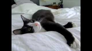 Adopted  Incredibly Sweet Polydactyl Tuxedo Cat  Mr Feets  Part 2 [upl. by Spieler]