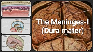 The Meninges I  Dura mater  Dural septapartitions [upl. by Aihcrop7]