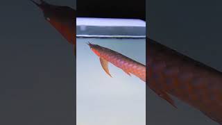 arowana super red proses tanning mayin atomic 13000k arwanasuperred mayin tanning aquarium [upl. by Ysnap532]