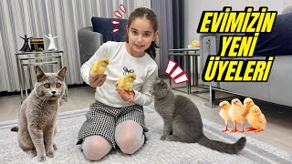 EVİMİZİN YENİ ÜYELERİ CİVCİVLER  BÜCÜR ŞAŞIRDI  HADİ İSİM KOYALIM [upl. by Eiveneg]