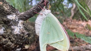 Actias Gnoma Luna Moth 옥색긴꼬리산누에나방 암컷 [upl. by Thury]