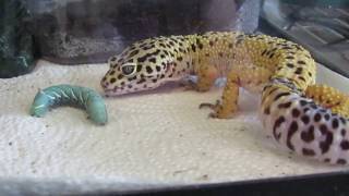 Leopard Gecko eating hornworm [upl. by Tayyebeb950]