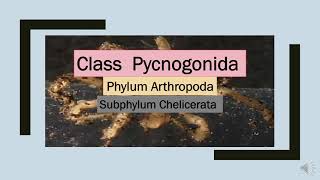 Class Pycnogonida  Phylum Arthropoda P4phylum [upl. by Bodkin]