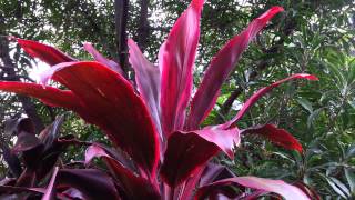 Cordyline fruticosa rubra  Palm Lily HD 04 [upl. by Ylera258]