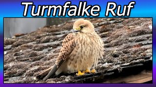 Turmfalke Ruf Junges ruft nach Futter [upl. by Eat278]