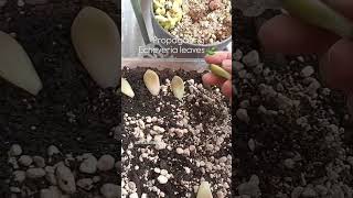 I am preparing for soil to propagate the leaves springgarden succulentgarden garden plantas [upl. by Omland924]