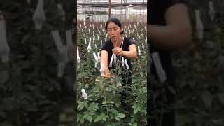 Rose Cultivation Technique satisfying shortvideo [upl. by Yeniffit]