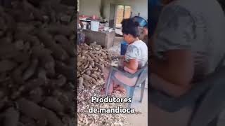 Produtores de mandioca [upl. by Conlee]