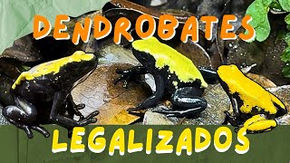 Dendrobates Adelphobates galactonotus  O FANTÁSTICO SAPO FLECHA [upl. by Kondon]