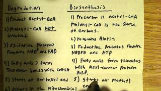 Comparison of Fatty acid biosynthesis and degradation [upl. by Nottnerb]