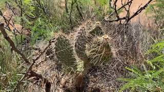 Opuntia trichophora  Doña Ana County New Mexico [upl. by Ximenez]