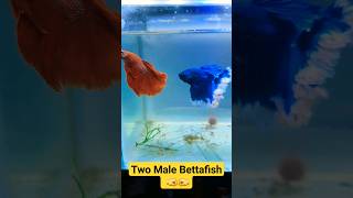 Betta Fish Fight  Two Fighter fish in same aquarium [upl. by Eignat965]