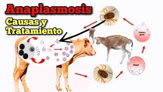 Anaplasmosis Causas y Tratamiento Efectivo [upl. by Grayson667]