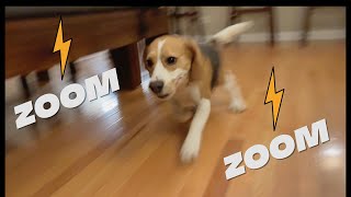 Cute beagle has the zoomies [upl. by Leiahtan]