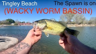 Catching Spawning Bass atTINGLEY BEACHSpring 2024 [upl. by Notfilc]