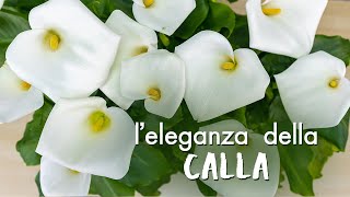 Zantedeschia aethiopica come prendersi cura della meravigliosa Calla [upl. by Liagaba395]