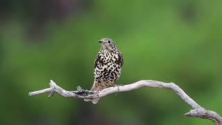 Ökse ardıcı » Mistle Thrush » Turdus viscivorus [upl. by Burt]