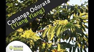 Cananga Odorata Ylang Ylang [upl. by Wardieu]