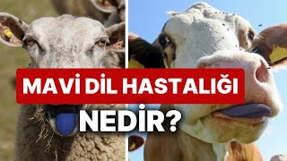 MAVİ DİL HASTALIĞI NEDİR NASIL BULAŞIR VİRÜS İNSANA BULAŞIR MI BELİRTİLERİ NELER TÜM AYRINTILAR [upl. by Ahsima]