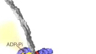 Kinesin Walking Narrated Version for Garland [upl. by Ganley]