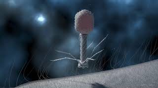 T4 Phage Replication [upl. by Eirruc]