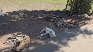 Caversham Wildlife Park🦘🪿🦜🐍Perth WA🫶 divlje zivotinjereptili pticeu Pertu u Zapadnoj Australiji 🫶 [upl. by Rfinnej819]