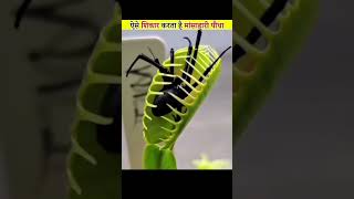 Venus fly trap knowledge amazingfacts interestingfacts fact amazingfact [upl. by Lehcyar226]