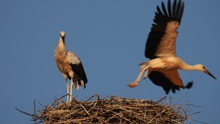 Storchennest Fridolfing Rathaus 160824  Jungstorch macht frühmorgens einen Rundflug [upl. by Yrak]