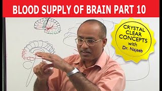 Blood Supply of Brain  Circle of Willis  Part 1011 [upl. by Aynatahs]