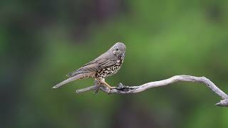 Ökse ardıcı » Mistle Thrush » Turdus viscivorus [upl. by Irolav742]