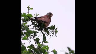 Kestrel Hunting from the edge of a tree  Birds of prey  UK Wildlife [upl. by Lenny]