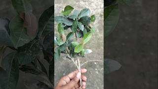 How to grow Ixora plants 🌱🌸 viralshort plants gardaning ixora [upl. by Naira]