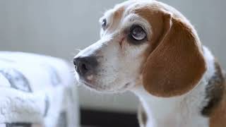 Beagle Nose Work Training Essentials  What Do You Need [upl. by Nhepets]