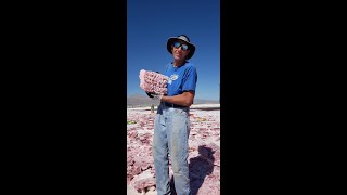 Pink Halite Crystal Collecting Trona California 2024 [upl. by Cohl542]