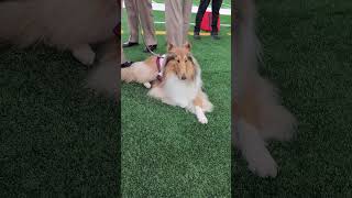 Reveille at Texas AampM vs Arkansas 😍🐶 [upl. by Nairim]