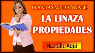 Linaza Propiedades Medicinales Beneficios y Usos [upl. by Urian]