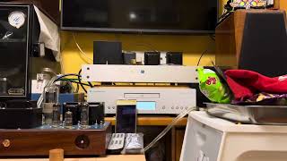 SourceYouTube  Daphile LMS  piCorePlayer  Cambridge azur 740C DAC  EL84 Signal End tube amp [upl. by Alaine]