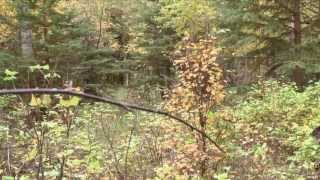 Hunting Giant Bull Moose with Bow in Alberta [upl. by Yenreit]