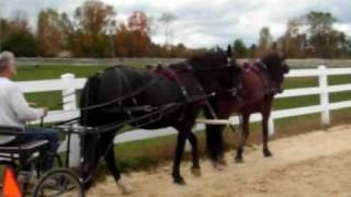 Horse training in tandem hitch 4th session [upl. by Wamsley]